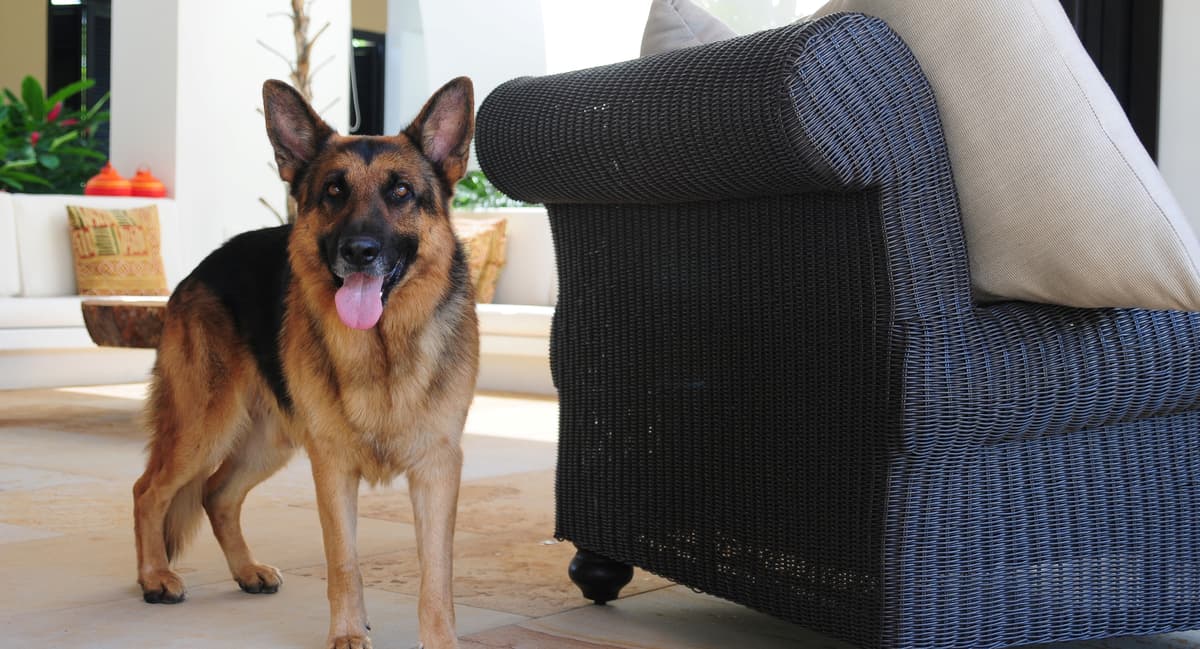 Home Inspection Tips for Pet Owners