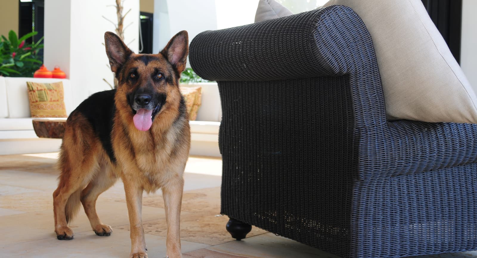 Home Inspection Tips for Pet Owners